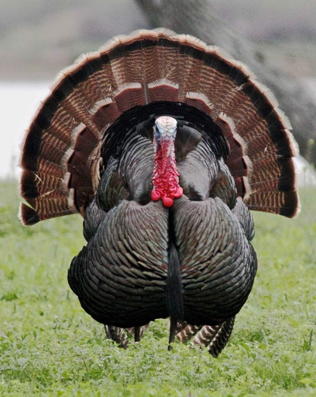 Bronze turkeys have colorful plumage and were historically bred to carry different sheens of copper or green.