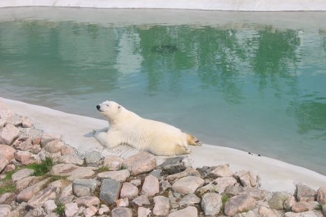 A polar bear at the zoo.