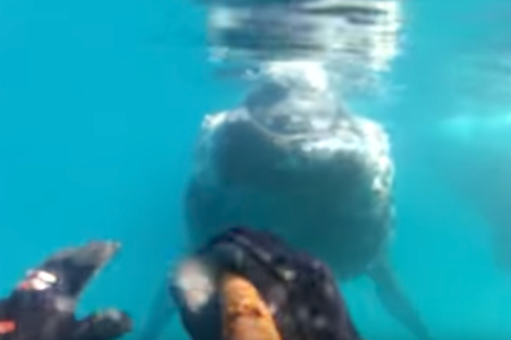 Close encounters of the whale kind.
