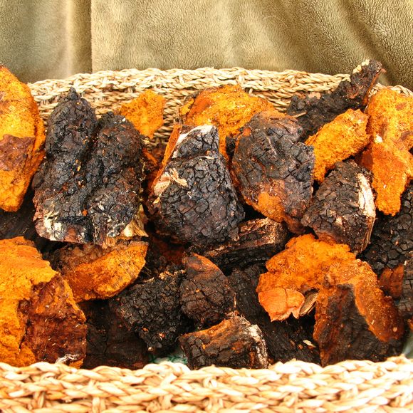 A basket containing nine pounds of harvested chaga.