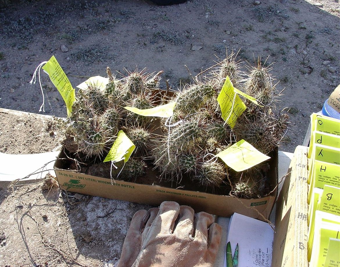 Every plant salvaged during a rescue must be tagged with an State of Arizona Department of Agriculture Native Plant Tag before it goes in the trailer.