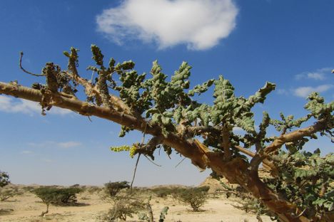 Wadi Dawkah Frankincense Trees