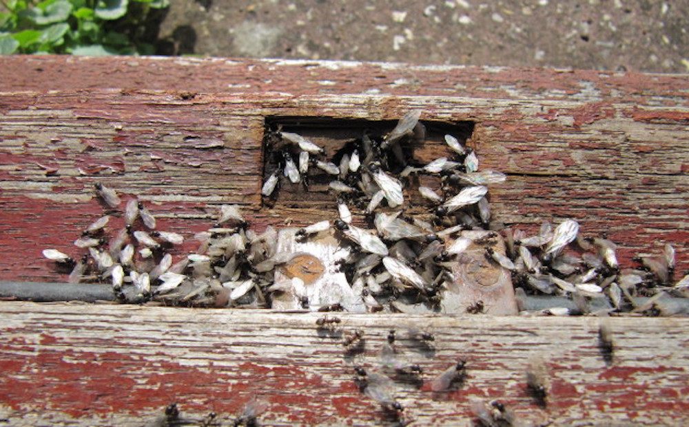 Twitter might be a useful source of data for "charismatic" events, such as an outpouring of ants or a dramatic grouping of birds.