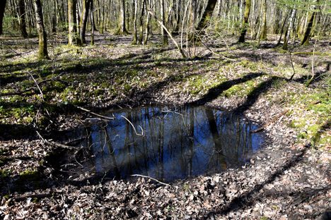 Welcome to Verdun, where toads live in bomb craters.