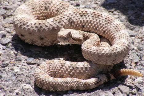 The Alarmed Emails Residents Sent Over the Island for Rattlesnakes