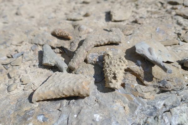 A few pieces of fossilized bryozoans. 