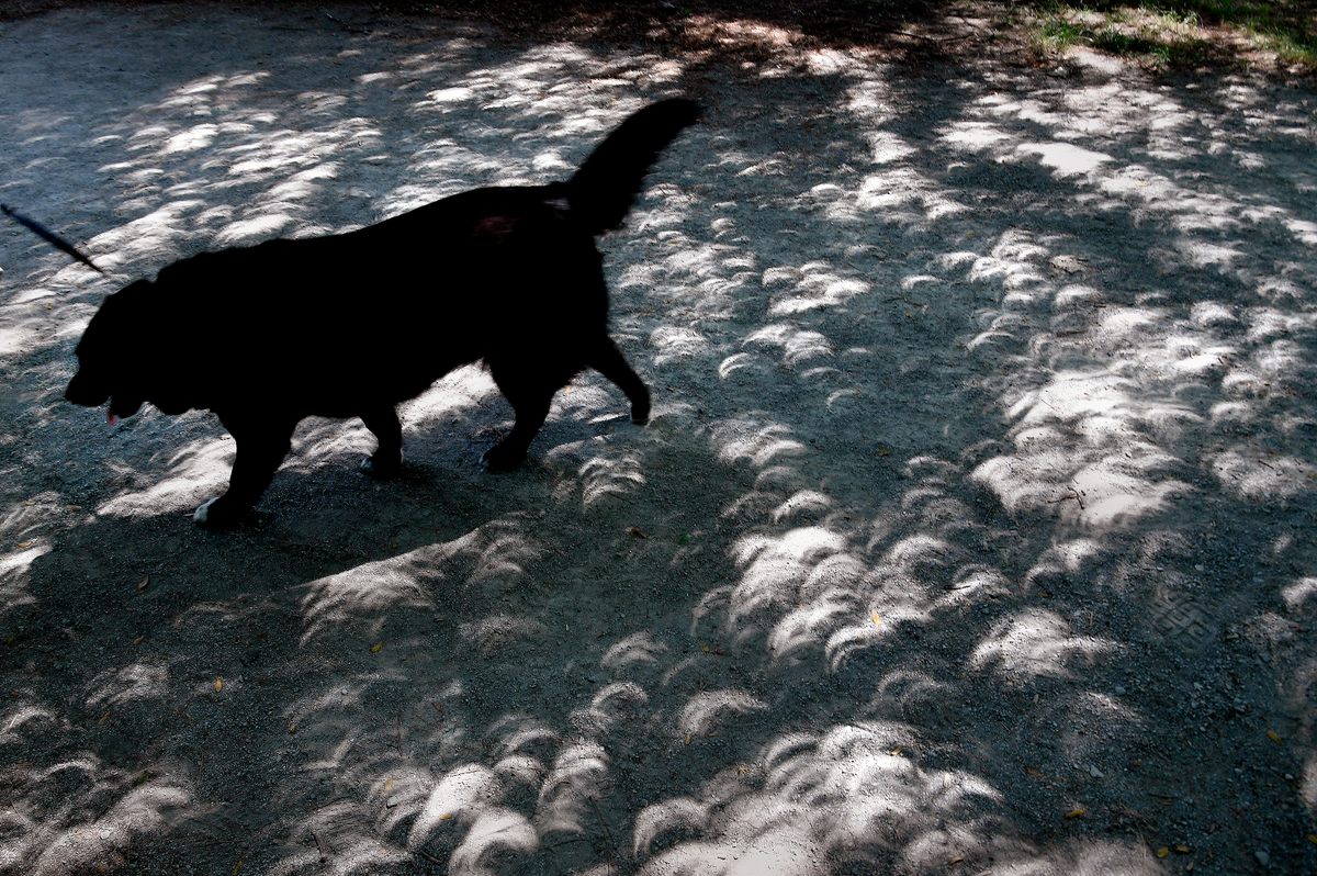 A lot of people observed their canine companions during the limited light of the eclipse.