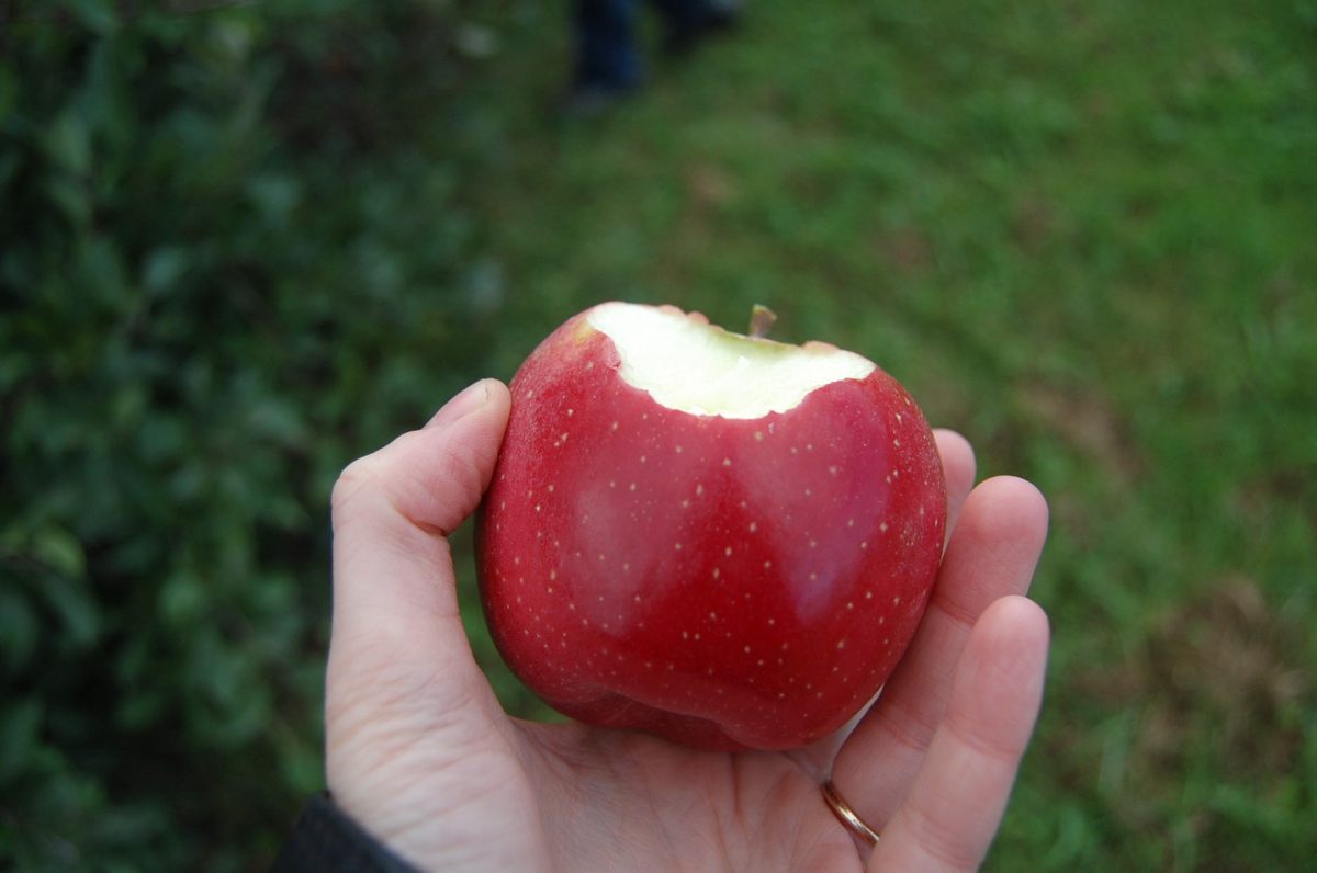 Curious Questions: Was there a real Granny Smith who first cultivated the  apple that bears her name? - Country Life