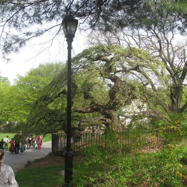 Campderdown Elm