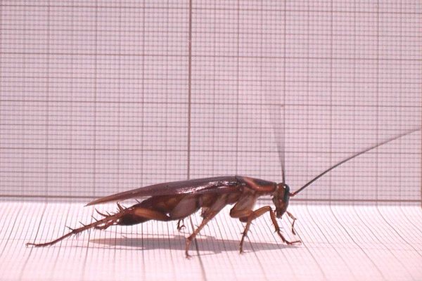 A cockroach.