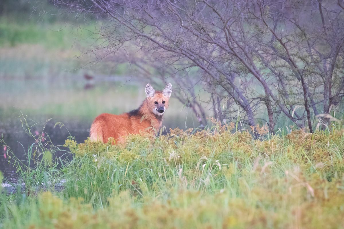 Maned wolves are among several species of rare mammals who have found a home in the park.