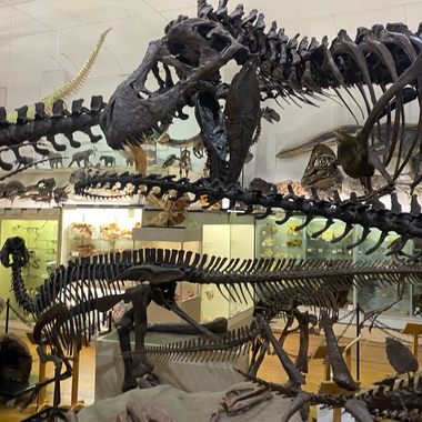 Museum at Black Hills Institute