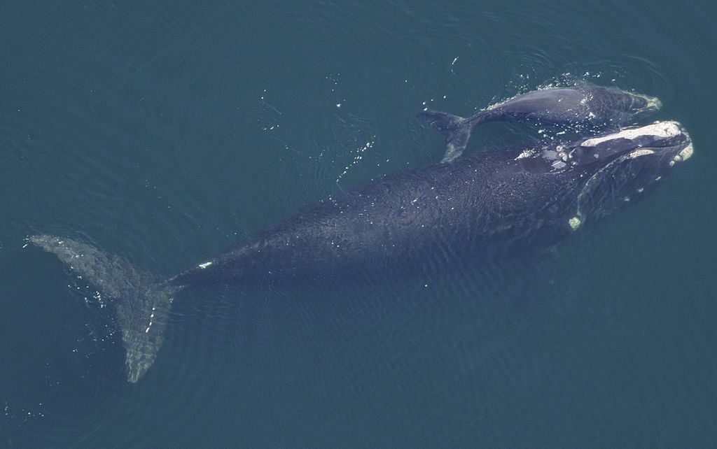 A North Atlantic right whale cow swimming with a calf.