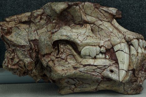 Homotherium crenatidens Skull.