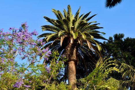 Dominguez Palm Tree