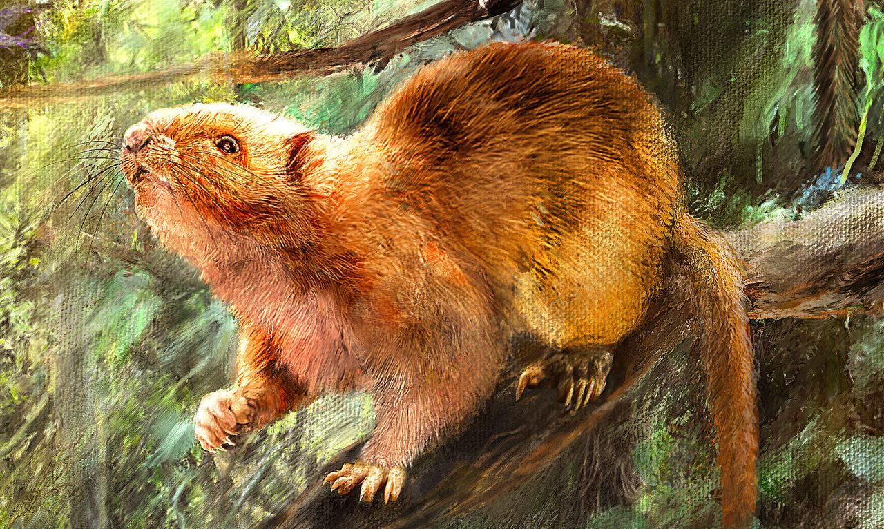 An artist's rendering of one of the three new giant cloud rat species.