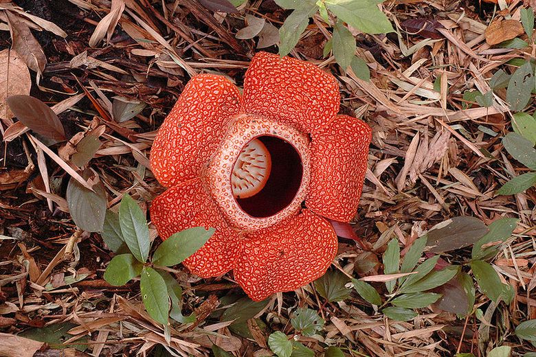 Rafflesia hq nude photo