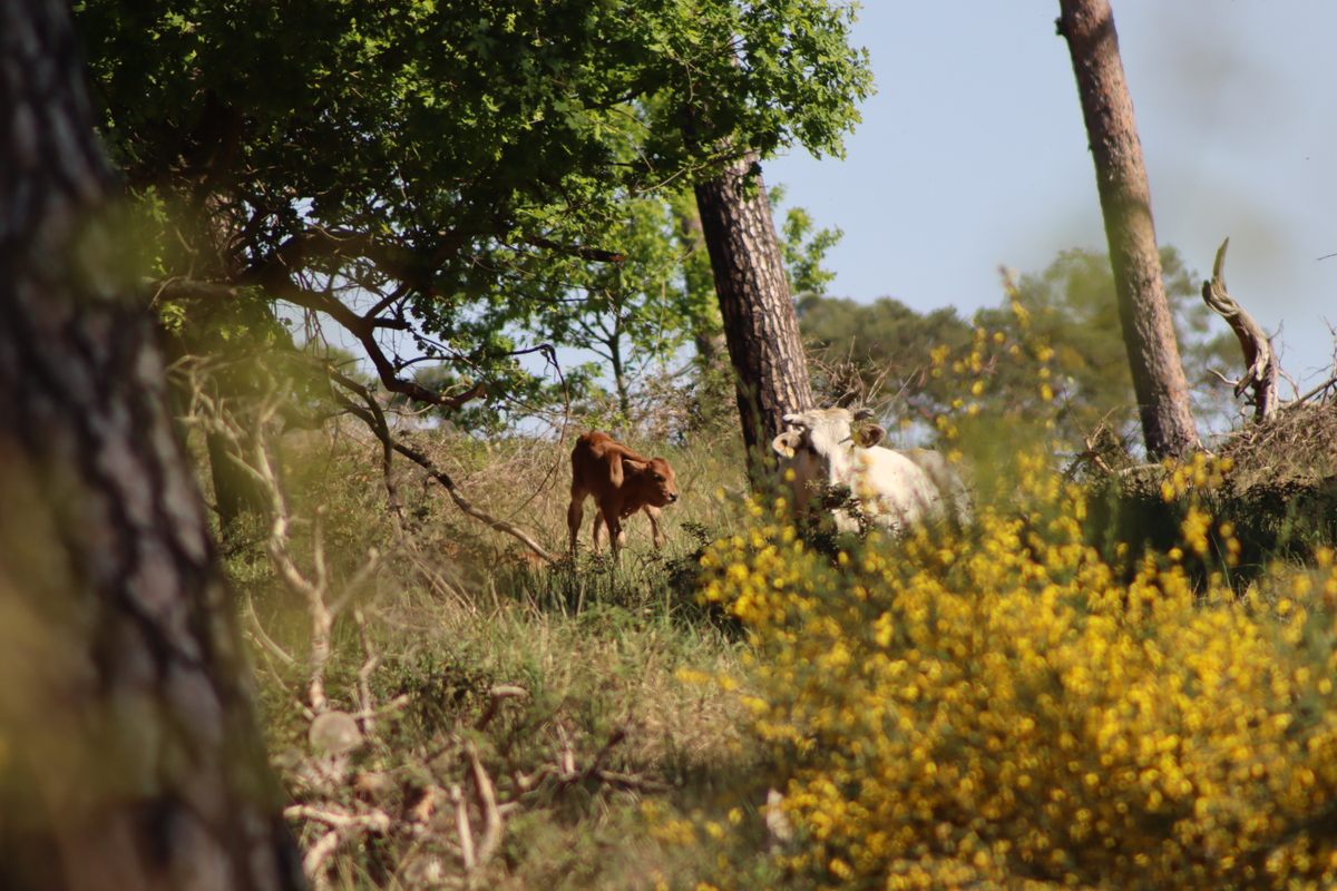 A mother and calf from the Auerrind Project.