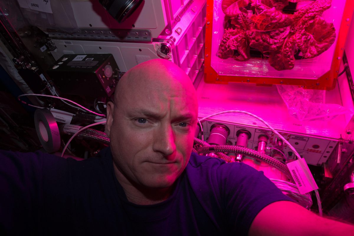 Scott Kelly takes a selfie amid LED growth lights with a crop of red romaine lettuce grown on the ISS in 2015.