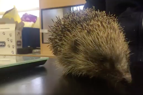 The Case of the Hedgehog With 'Balloon Syndrome'