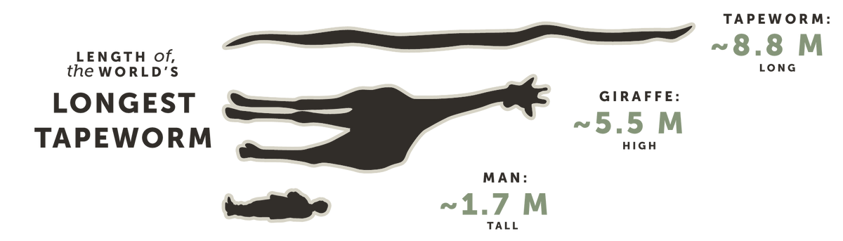 Length of the World's Longest Tapeworm