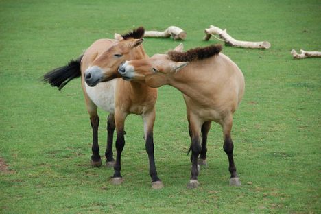 Once Extinct in the Wild, World's Last Wild Horses Return Home