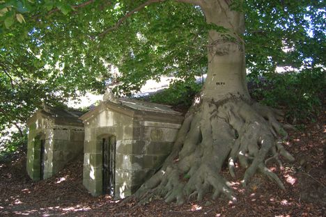 A European beech tree in Green-Wood Cemetery.