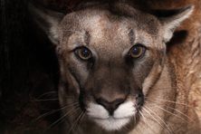 Because many predators hunt at night, humans evolved to be particularly vigilant in low-light environments.