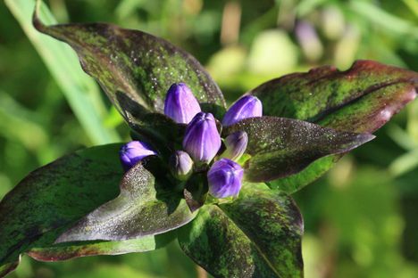 Lush forests and beautiful seasonal blooms are found all throughout the park. 