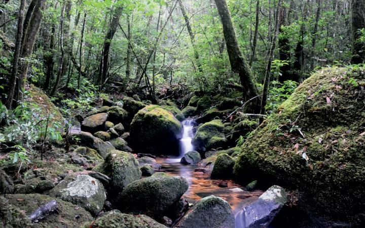 Elfin forest on Langbian Plateau, southern Vietnam, the habitat of the elfin mountain toad.