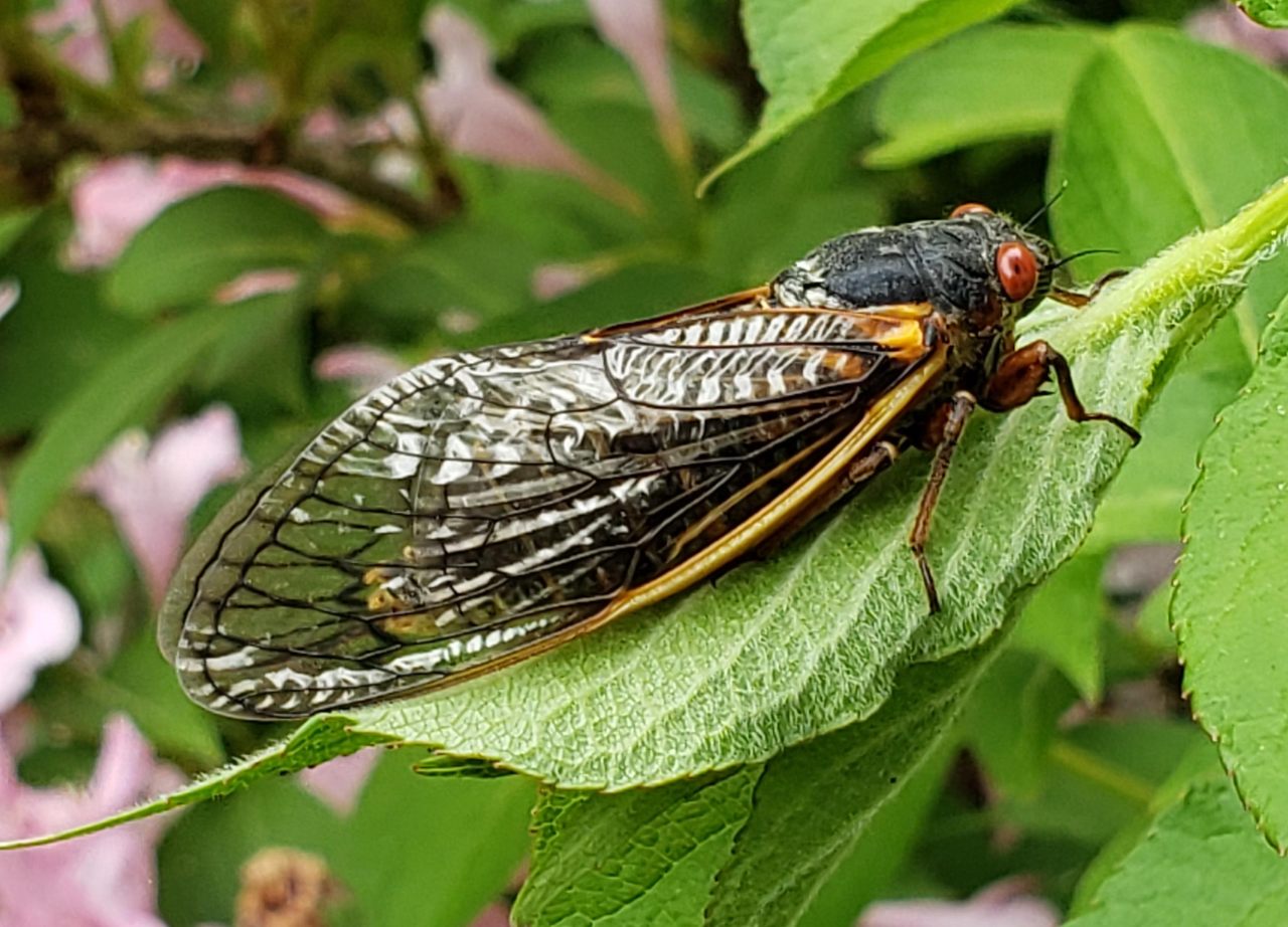 An adult cicada from Brood X.