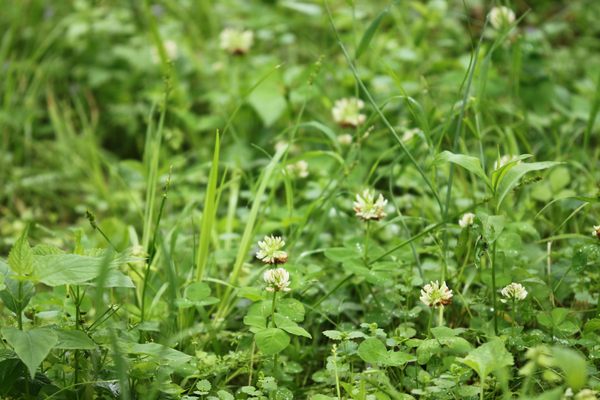 The running buffalo clover, tiny and resilient.
