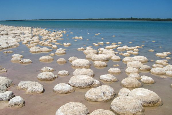 Thrombolites of Lake Clifton