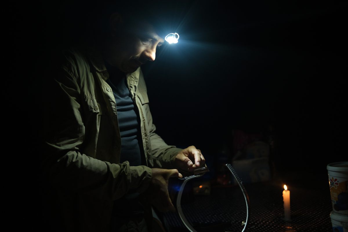 Zarza Villanueva adjusts a tracking collar in anticipation of a jaguar capture.