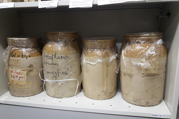 English versions of stoneware specimen jars at the Grant Museum of Zoology, University College London.