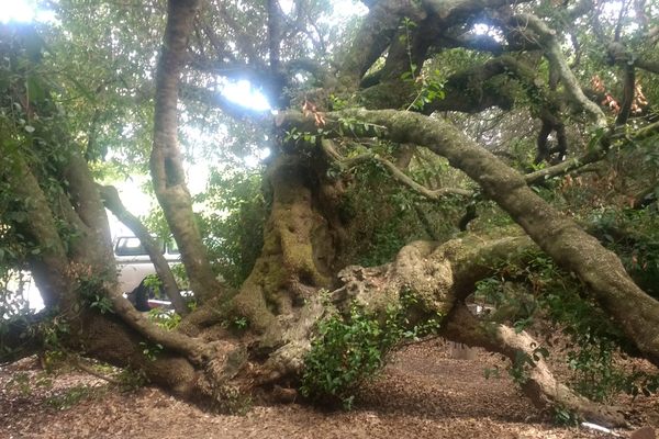 The 600-year-old milkwood tree.