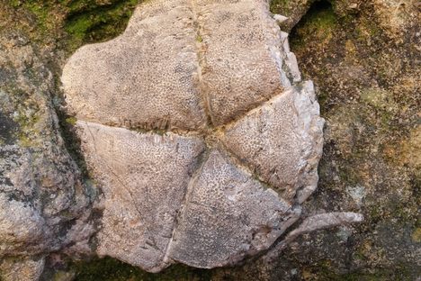 the fossil is a type of sea urchin