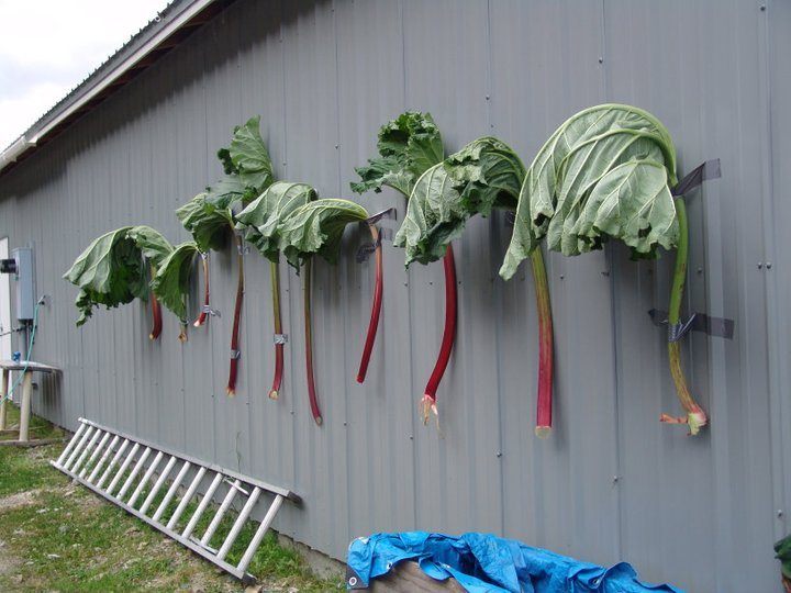 Large rhubarb on display at Jewell Gardens.