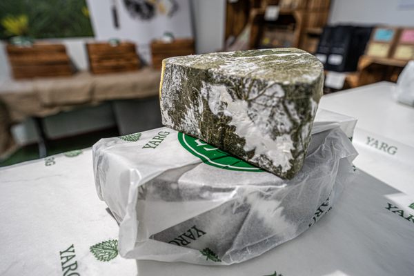 If you look closely, you can see the shape of the nettle leaves covering the cheese.