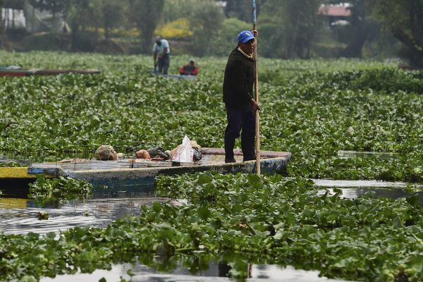 At the Xochimilco natural reserve in Mexico City, the site of artificial islands created by the Aztecs for agricultural purposes, people use flat-bottomed river boats to get around.