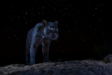 "Blacky on a starry night in Laikipia County, Kenya, July 2019. For a photograph like this to work, several elements must come together: The night has to be dark, with the moon below the horizon and no hint of twilight to lighten the sky; the stars need to be unobscured by clouds; and the animal has to be facing the right way." 