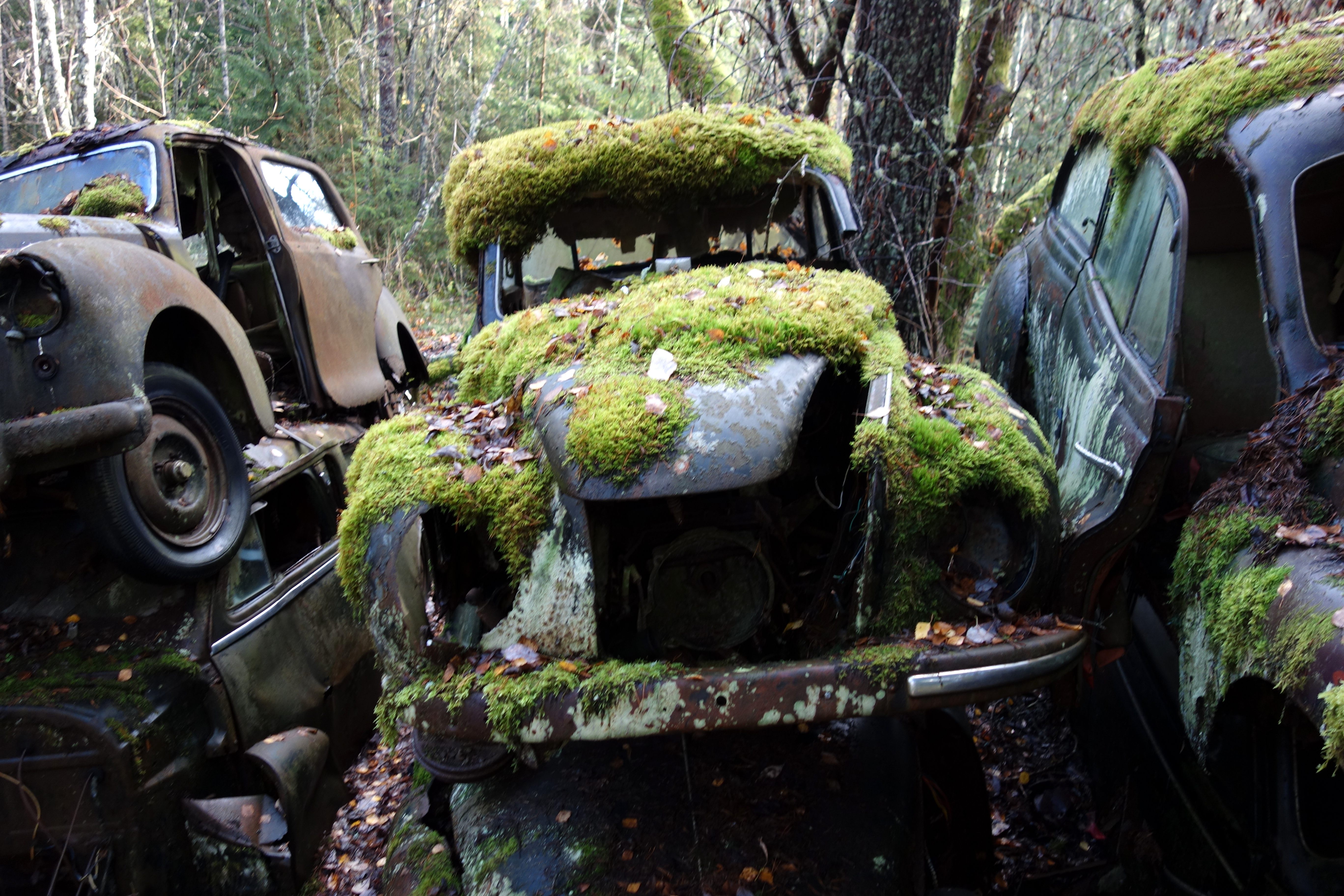 Some of the cars are covered with moss.