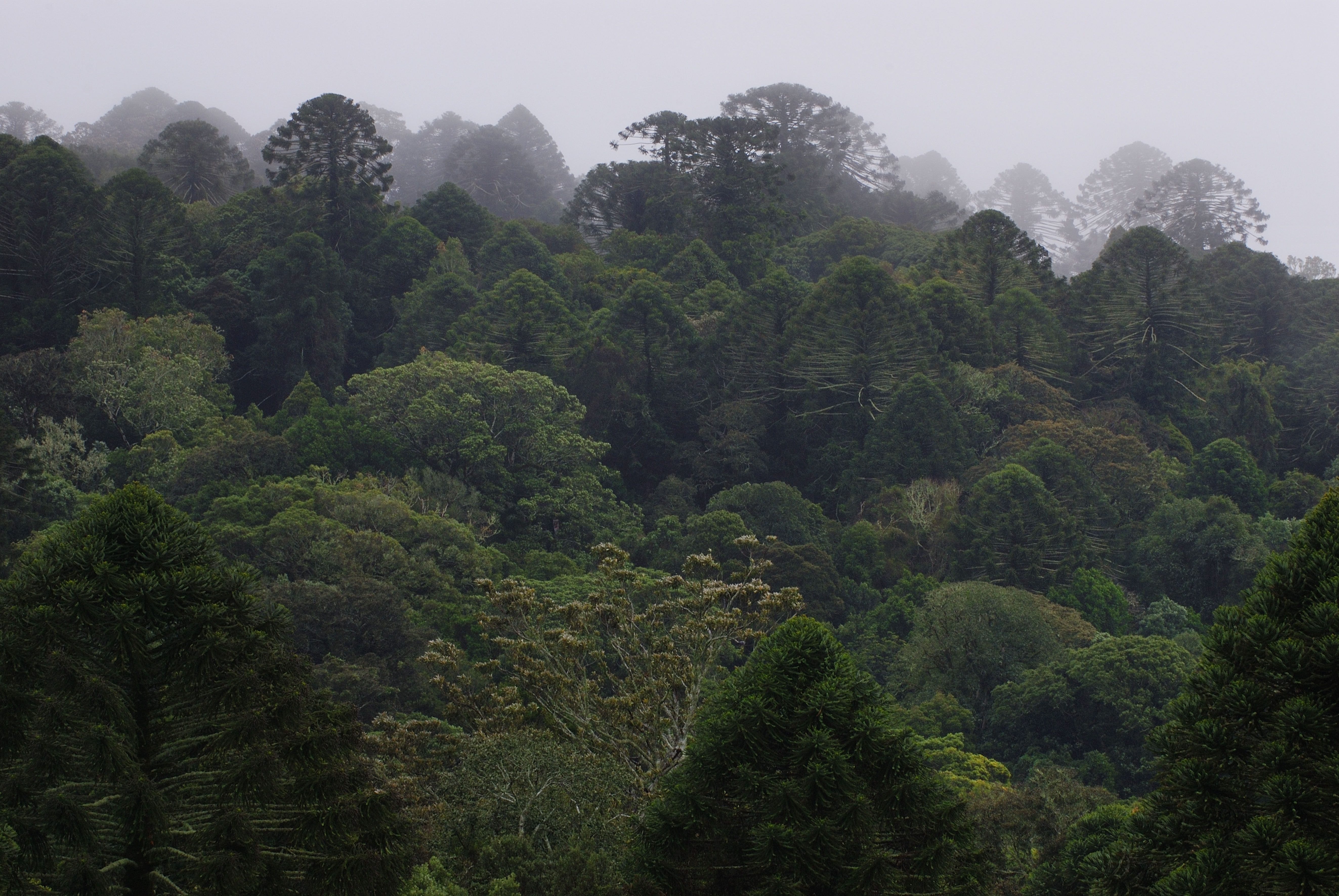 The cone-like shape of the bunya pine is clearly visible in this view of Bunya Mountains National Park in Queensland.