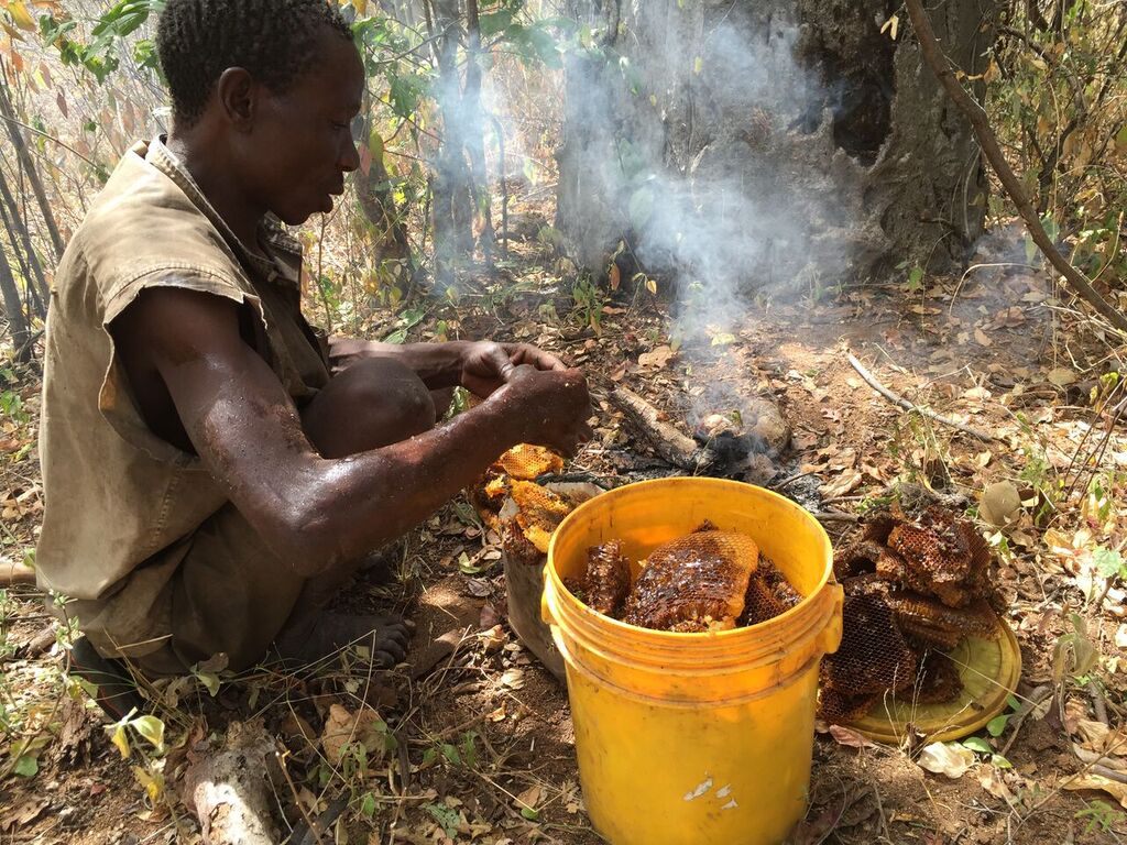 A Hadza man gathers up his honey harvest, and burns the surplus.