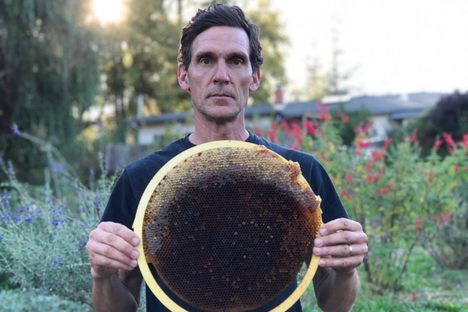  Michael Joshin Thiele became an apiculturist after a series of vivid dreams about bees.