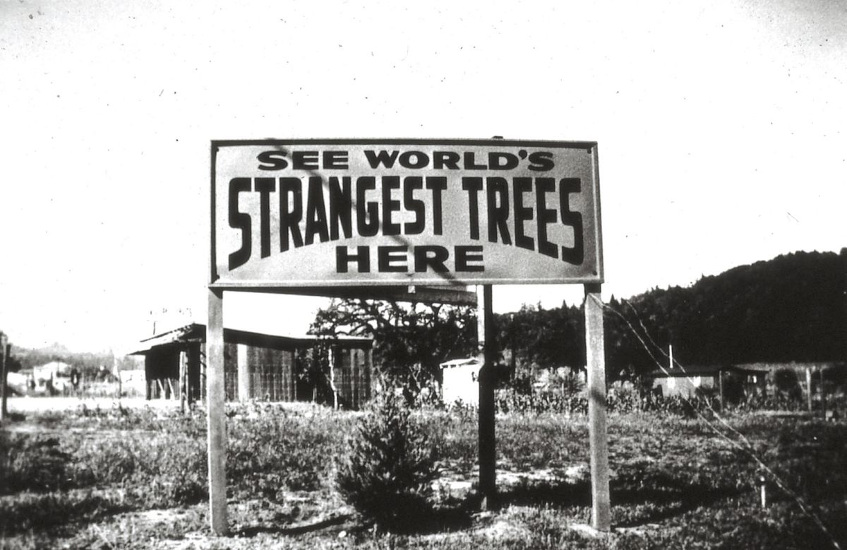 Erlandson's "Tree Circus" beckoned visitors.