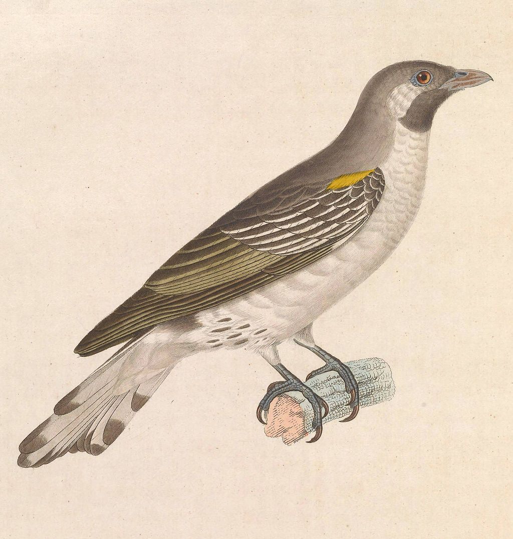 An illustration of the honeyguide from 1838.