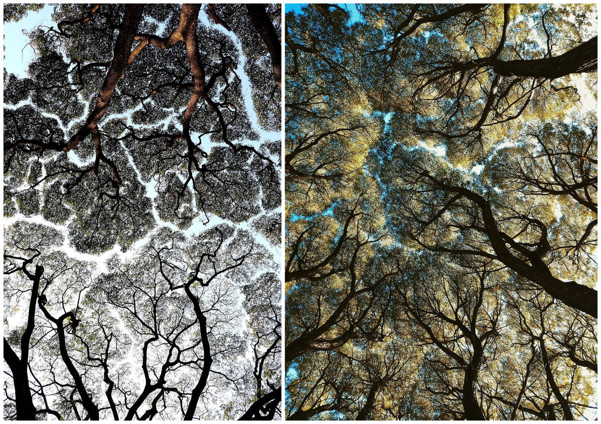 Crown shyness appears in trees all over the world, from Cubbon Park in Bangalore (left) to a botanical garden in Novosibirsk, Russia.