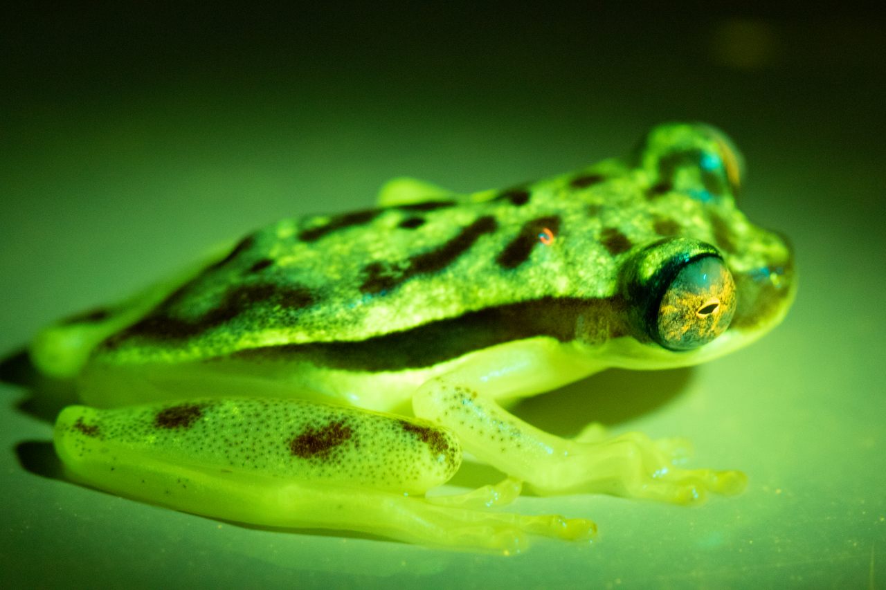 Of the 151 species they studied, all of them, including this tree frog, <em>Dendropsophus rhodopeplus</em> (shown under blue light), displayed some level of fluorescence. 