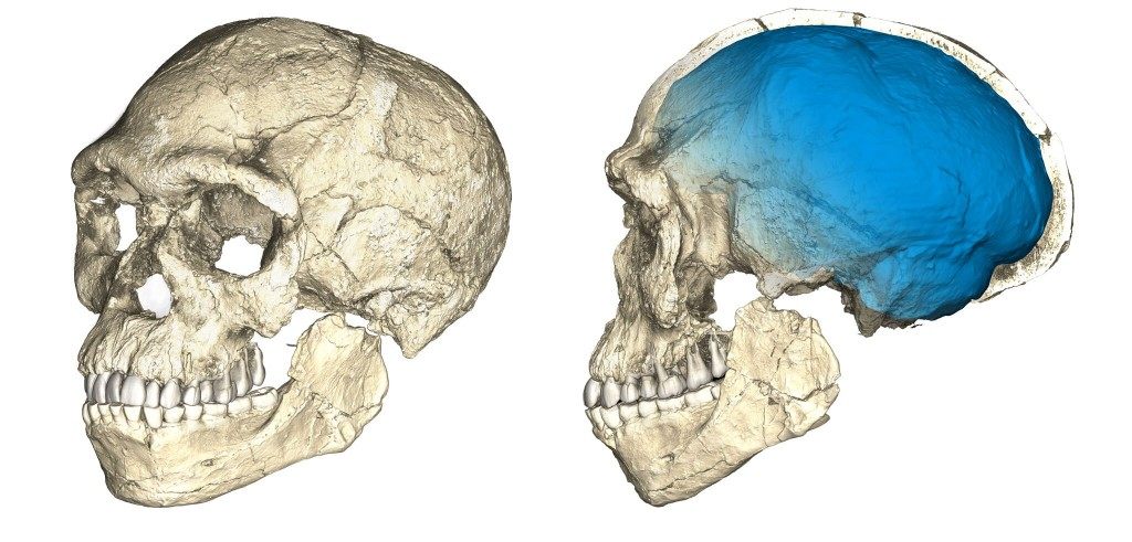 A composite reconstruction of a skull fossil from Jebel Irhoud. 